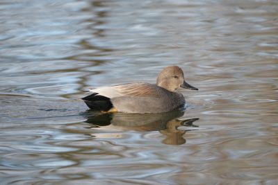 Gadwall