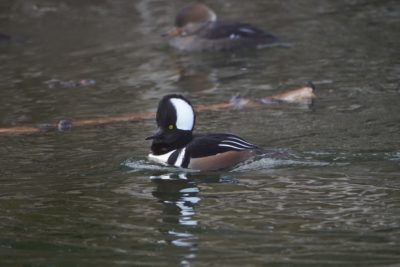 Hooded Merganser