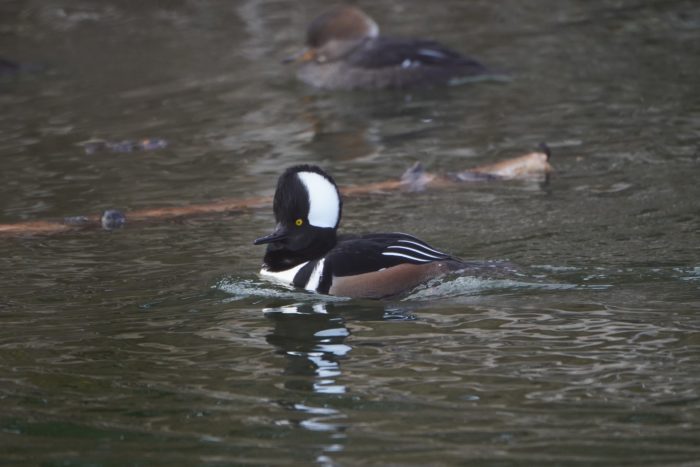 Hooded Merganser