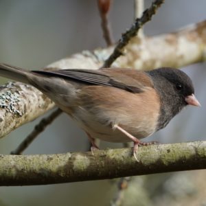 Dark-eyed Junco