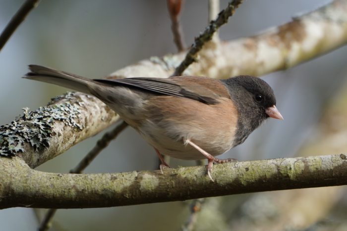 Dark-eyed Junco