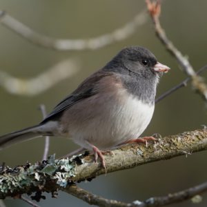 Dark-eyed Junco