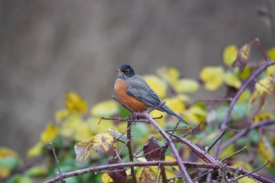 American Robin