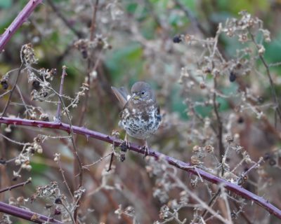 Fox Sparrow