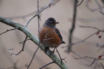 American Robin