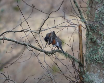 Robin preening