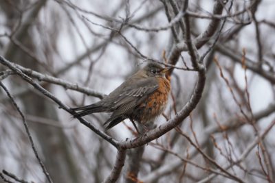 American Robin