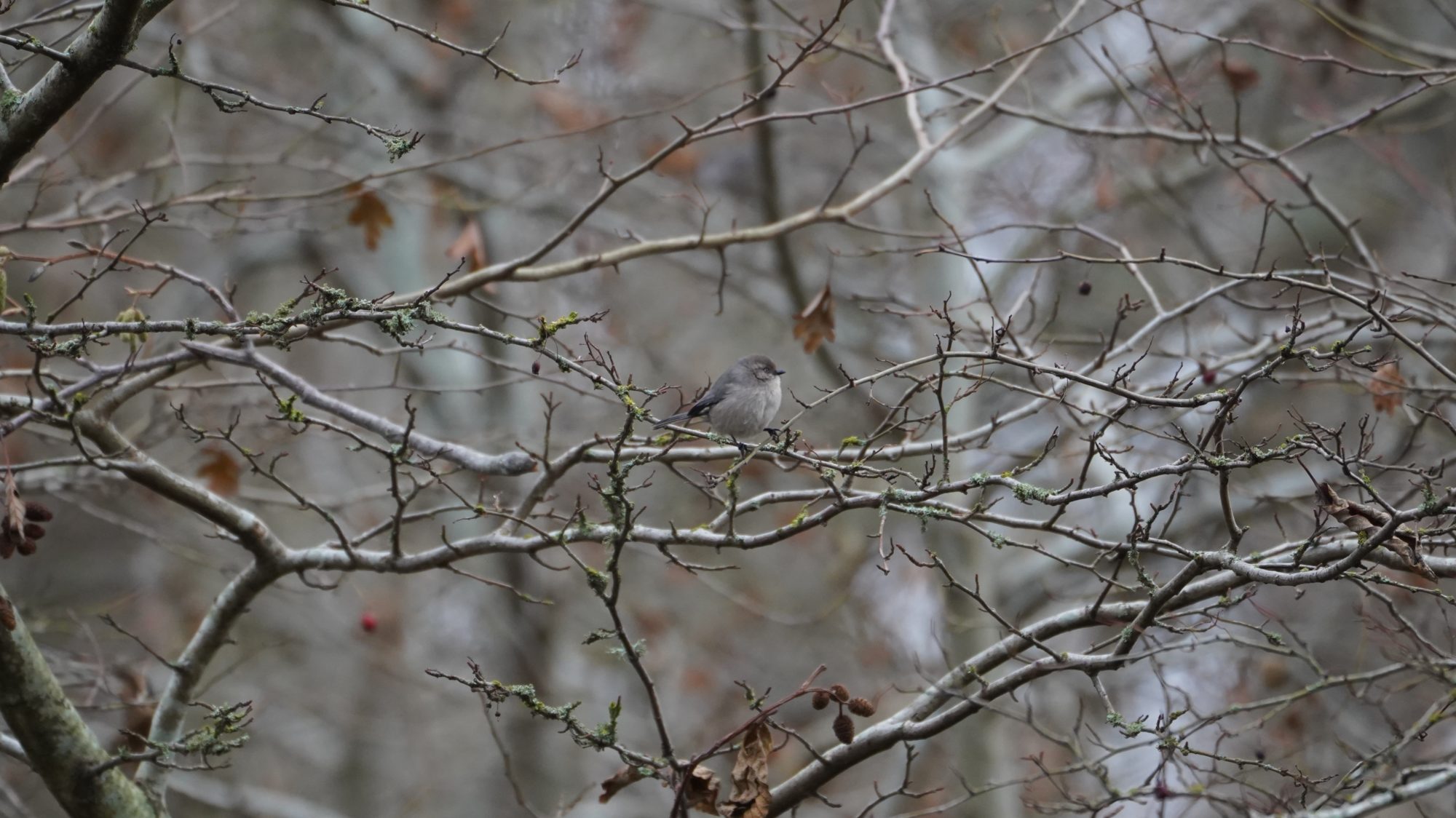 American Bushtit in branches