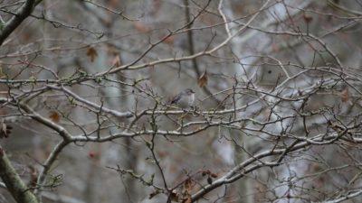 American Bushtit in branches