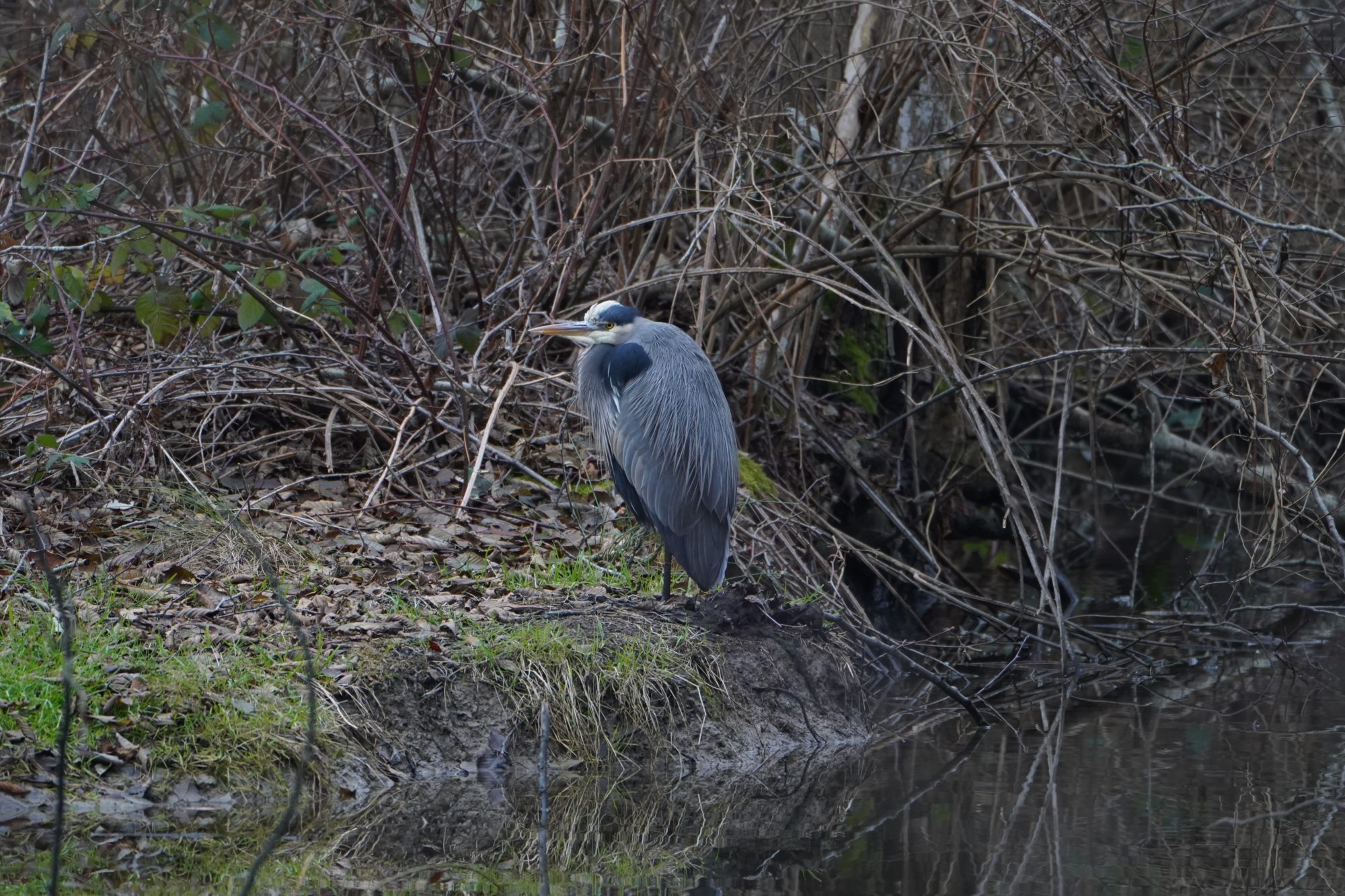 Great Blue Heron