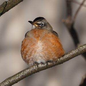 American Robin