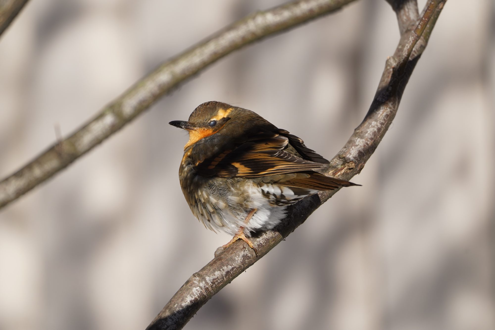 Varied Thrush