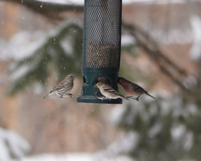House Finches and a Goldfinch on a feeder