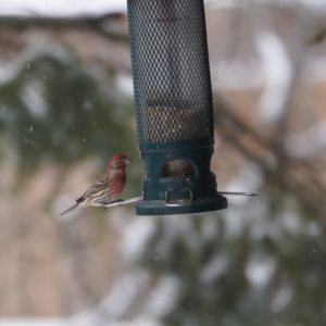 House Finch male on feeder