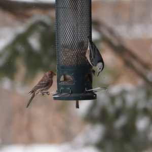 House Finch male and White-breasted Nuthatch on feeder