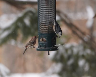 House Finch male and White-breasted Nuthatch on feeder
