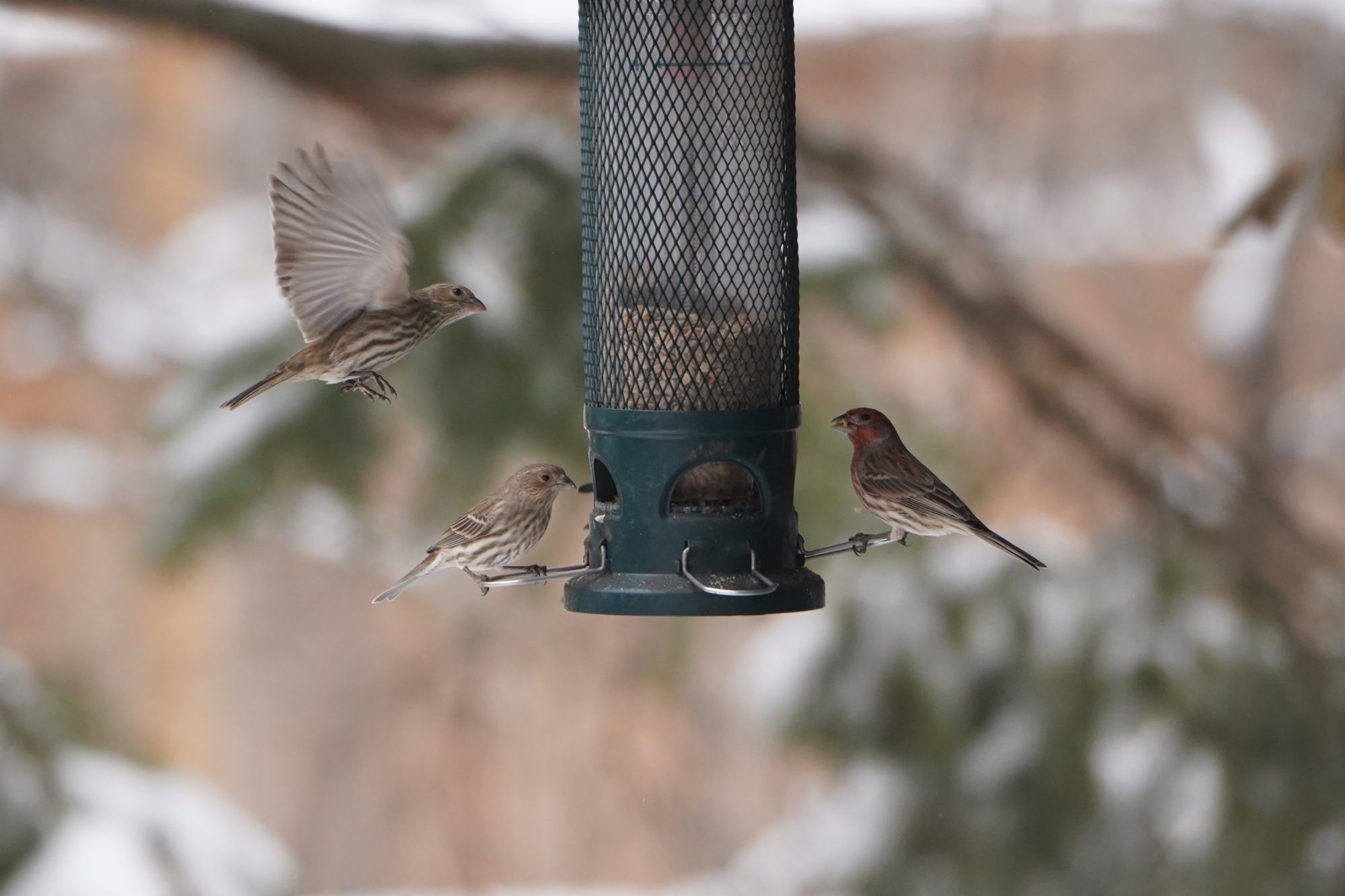 House Finches on feeder