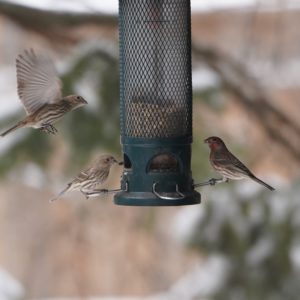 House Finches on feeder