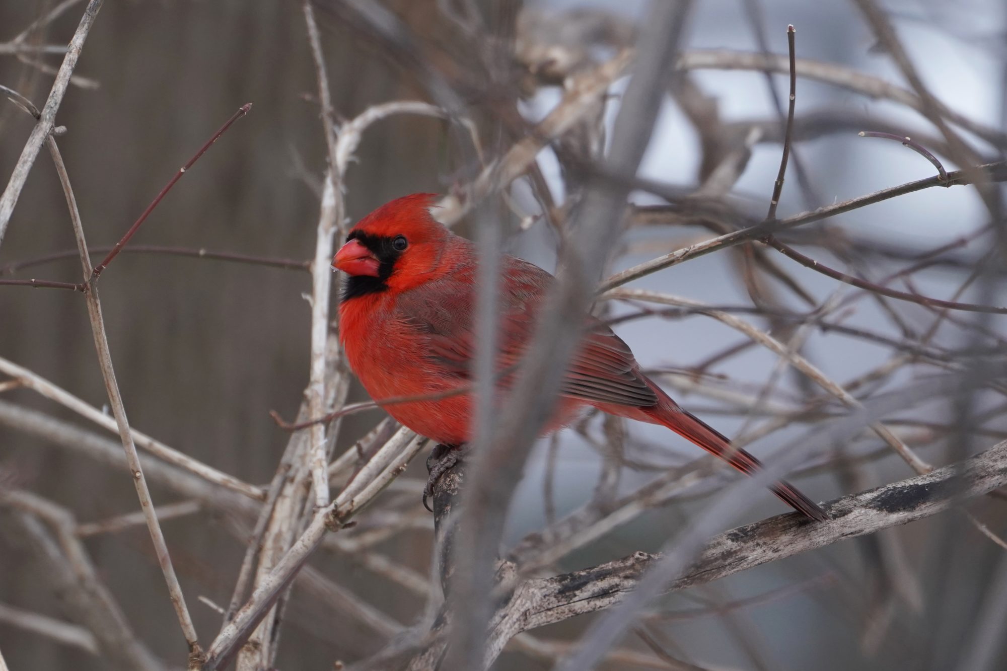 Northern Cardinal male