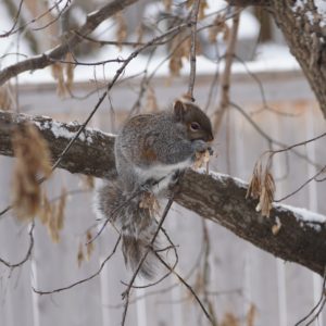 Grey squirrel eating maple seeds