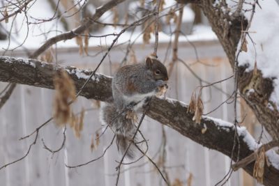 Grey squirrel eating maple seeds