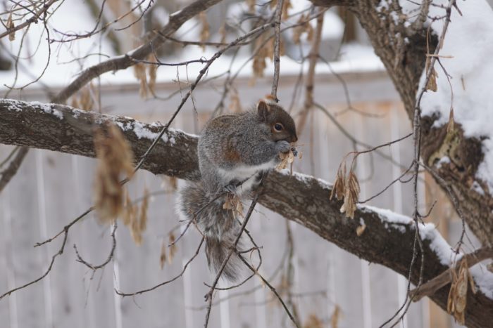 Grey squirrel eating maple seeds