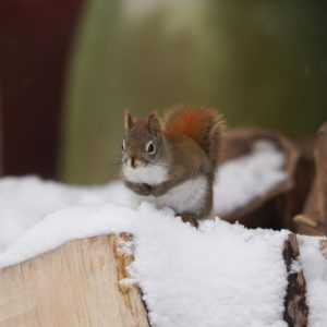 Douglas Squirrel in the snow