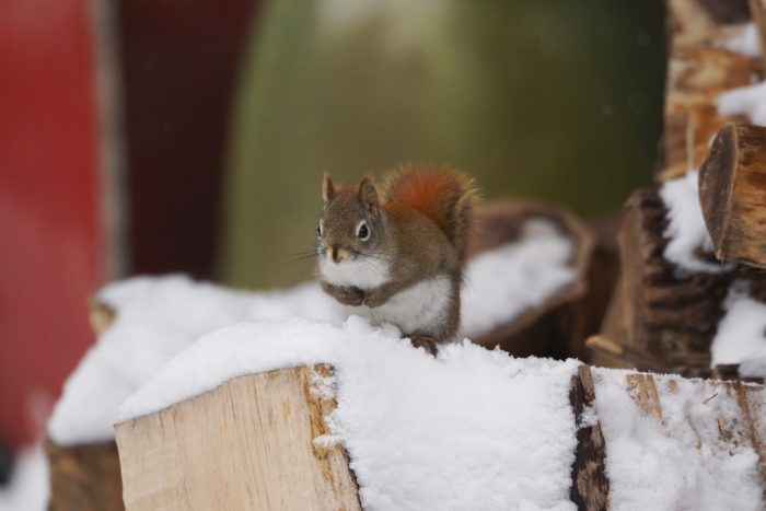 Douglas Squirrel in the snow