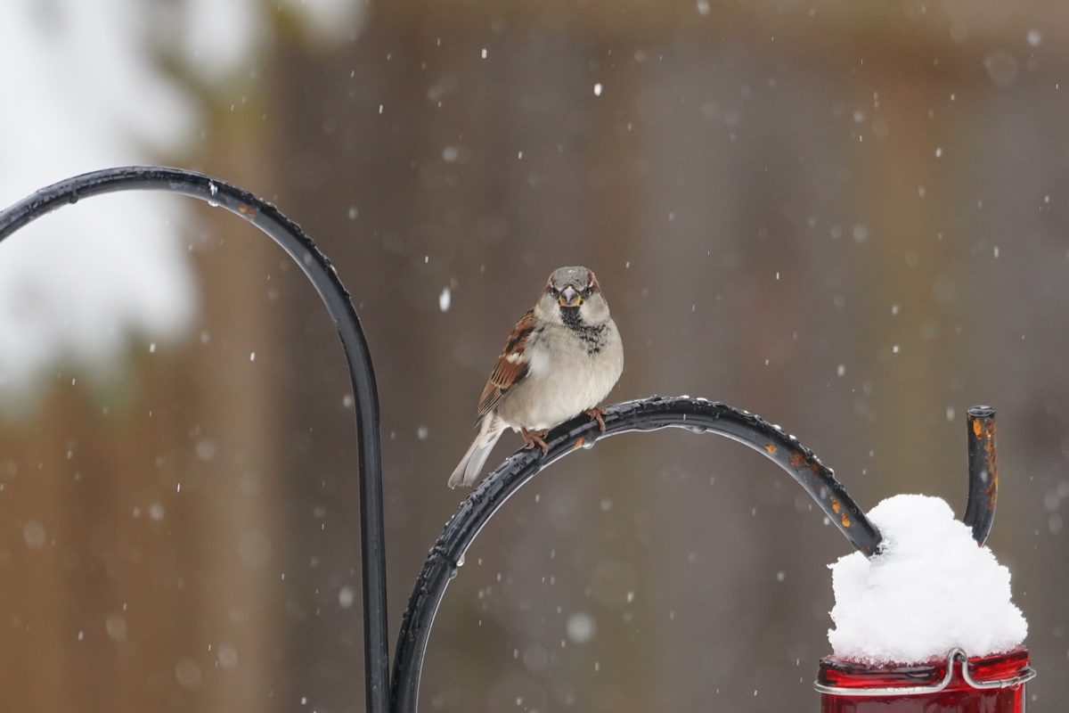 House Sparrow in the snow