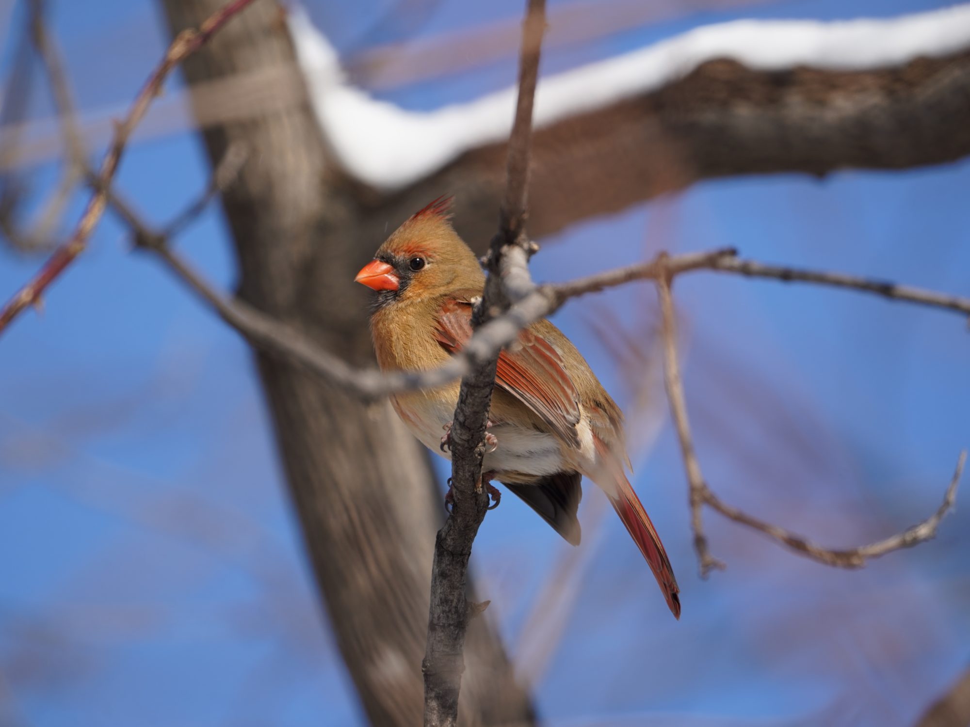 Northern Cardinal, female