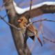 Female cardinal