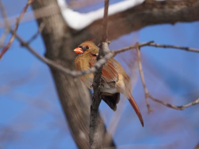 Northern Cardinal, female