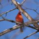 Male cardinal