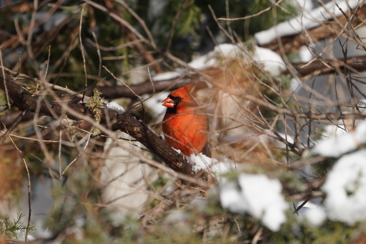 Northern Cardinal, male