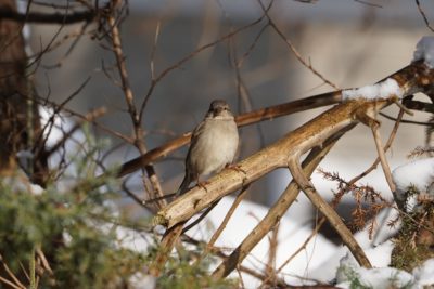 House Sparrow