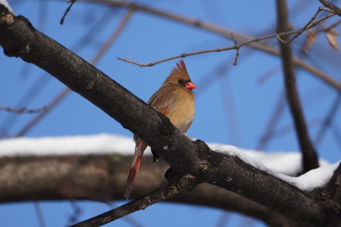 Northern Cardinal, female