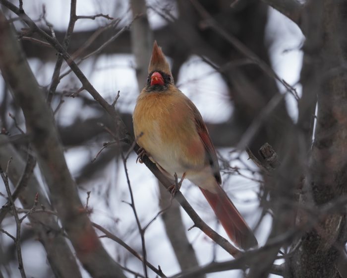 Northern Cardinal, female