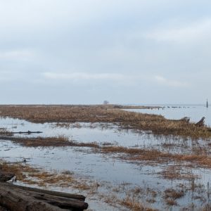 Marshy riverside