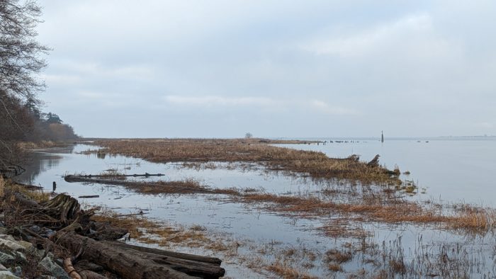 Marshy riverside