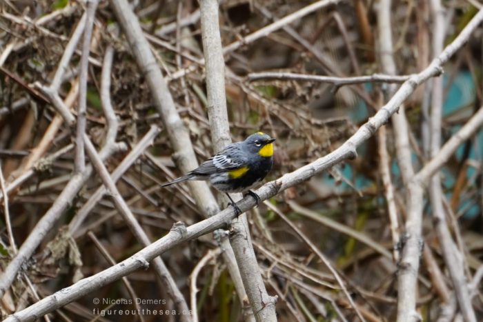 Yellow-rumped Warbler