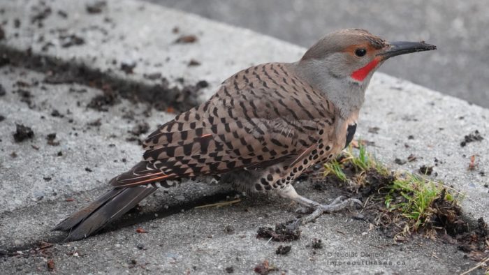 Northern Flicker, male)
