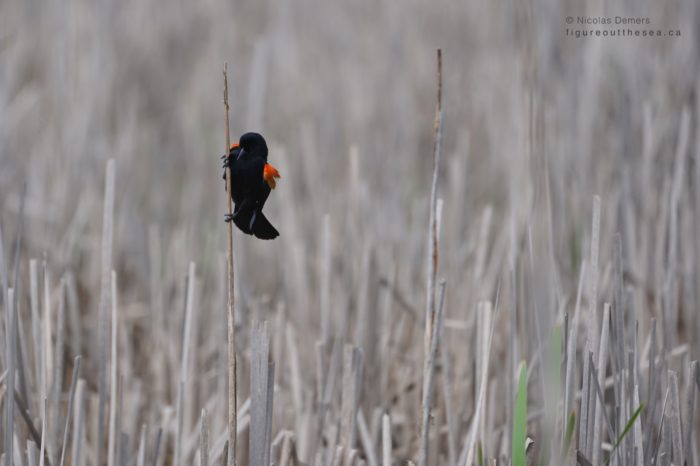 Red-winged Blackbird