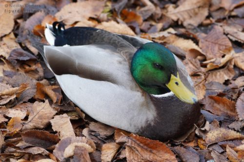 Mallard Duck on dead leaves
