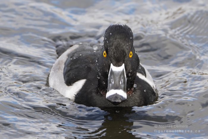 Ring-necked Duck, male