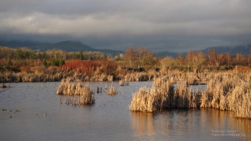 Colony Farm pond