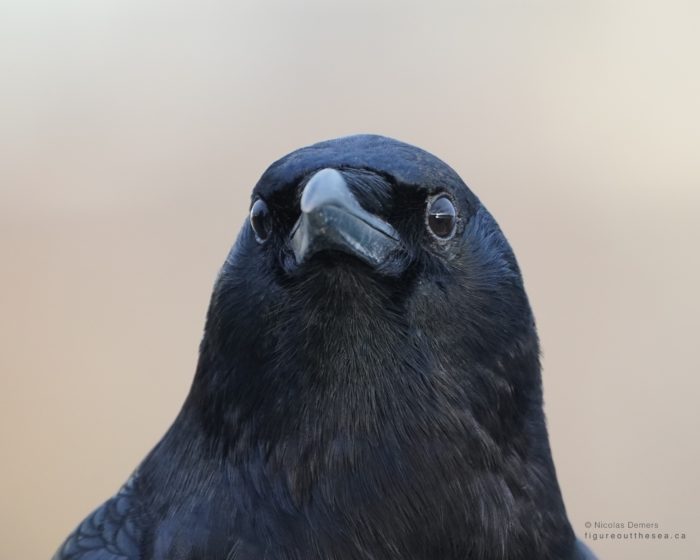 Crow