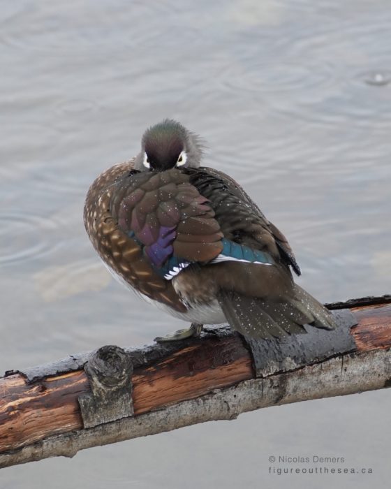 Wood Duck, female