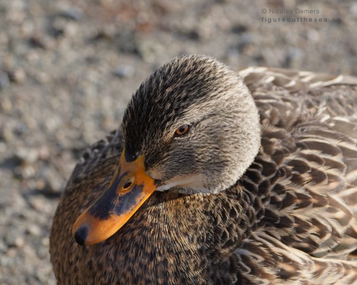 Mallard Duck, female