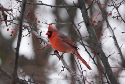 Northern Cardinal