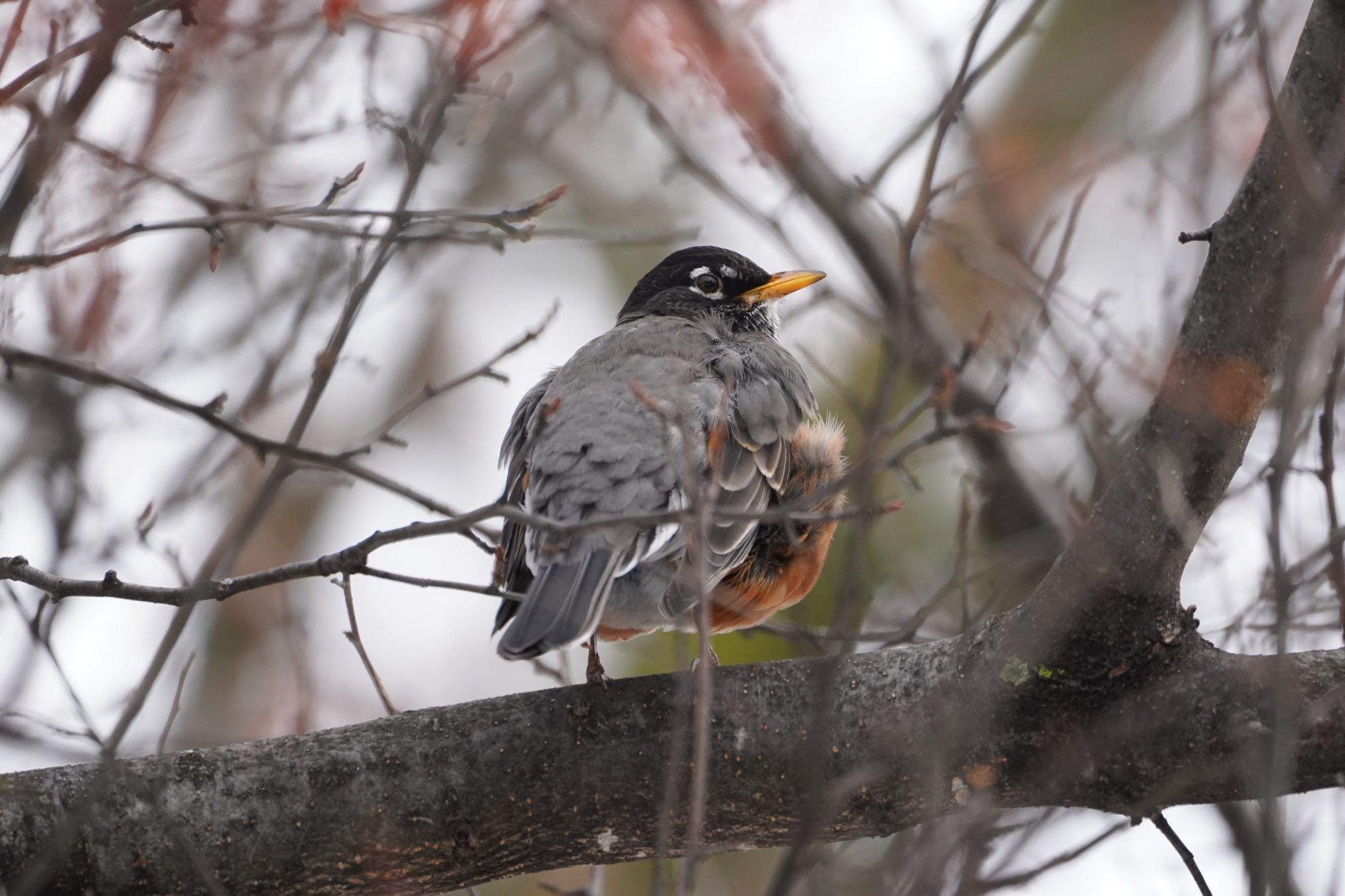 American Robin